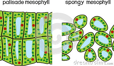 Palisade and spongy mesophyll. Vector Illustration